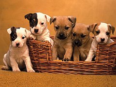 Pound Puppies, Terrier Mix